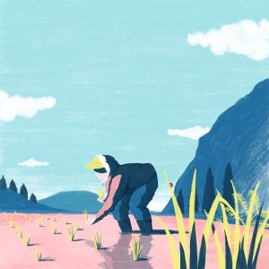 Rice planting illustration, soft color art.