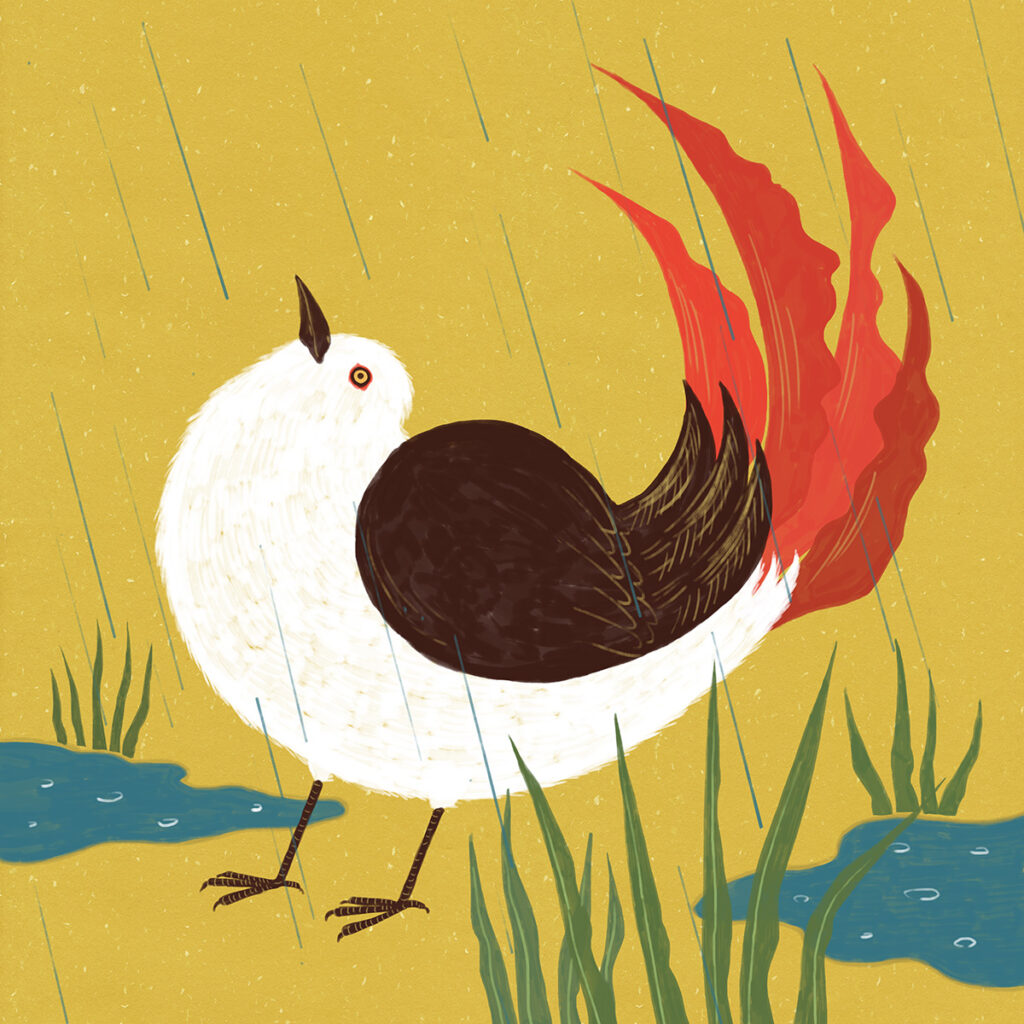 Red tail bird illustration, art.